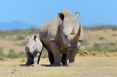 Afrikalı beyaz rhino