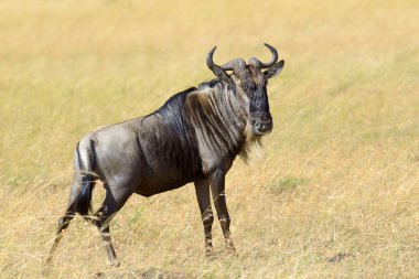 Manda, Kenya Milli Parkı, Afrika