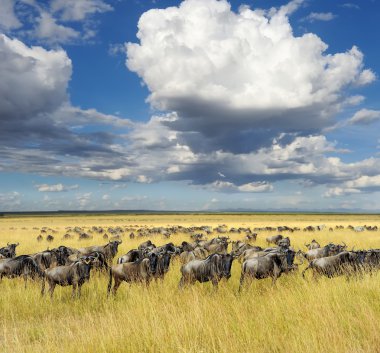 Wildebeest, National park of Kenya, Africa clipart