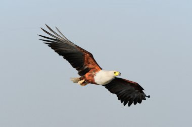Afrika balık kartalı