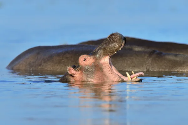 Hroch (Hippopotamus amphibius) ve vodě — Stock fotografie