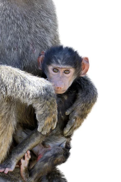 Babuíno macaco bebê — Fotografia de Stock