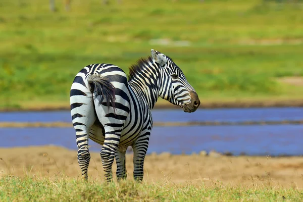 Zebra på Grassland i Afrika – stockfoto