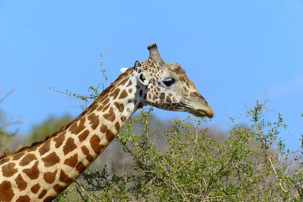 Girafa no parque nacional do Quênia — Fotografia de Stock
