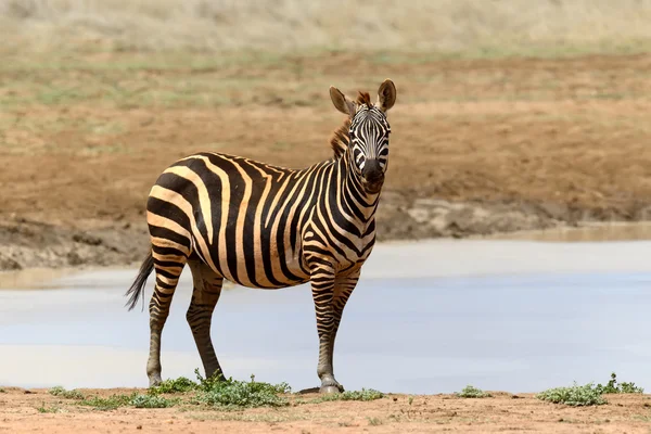 Zebra w Parku Narodowego Kenii — Zdjęcie stockowe