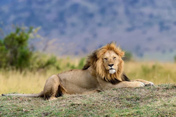 ケニアの国立公園でライオンを閉じる — ストック写真