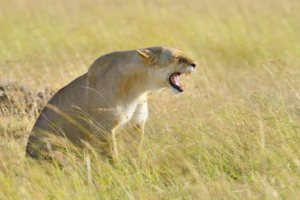 Lev v národním parku v Keni, Afrika — Stock fotografie