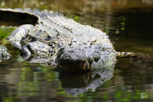 A nemzeti park Kenya, Afrikában a krokodil — Stock Fotó