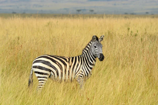 Zebra em pastagens na África — Fotografia de Stock