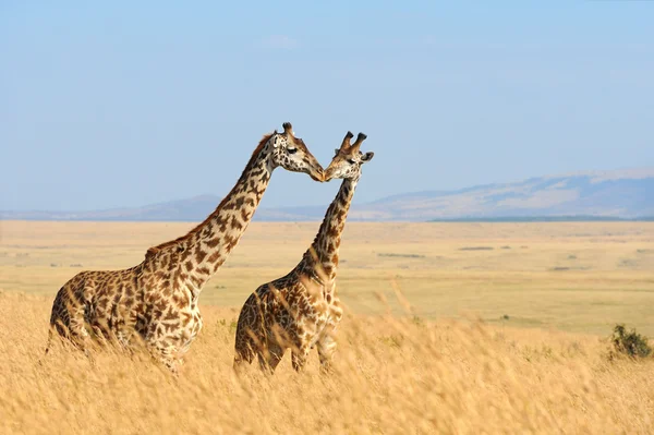 Jirafa en el Parque Nacional de Kenia — Foto de Stock