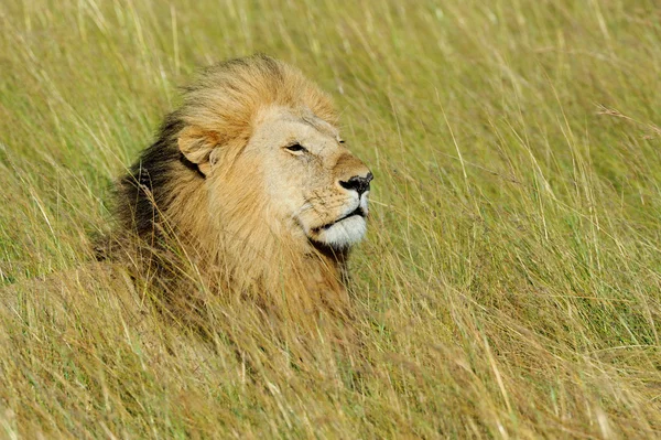 Cerca del león en el Parque Nacional de Kenia — Foto de Stock