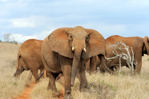 Ελέφαντας στο εθνικό πάρκο της Κένυας — Φωτογραφία Αρχείου