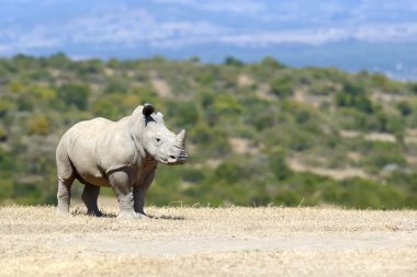 Afrikalı beyaz rhino