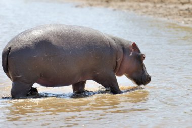 Su su aygırı (su aygırı amphibius)