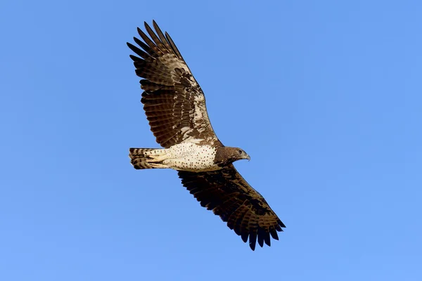 Tawny orla létat na pozadí modré oblohy — Stock fotografie