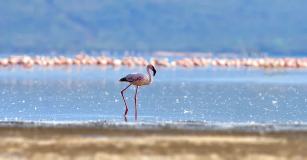 Flamingi na jezioro. Kenia, Afryka — Zdjęcie stockowe