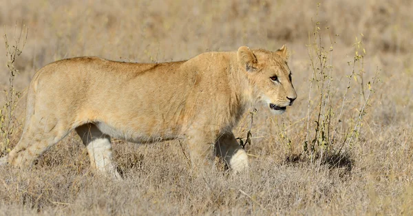Lion dans le parc national du Kenya, Afrique — Photo