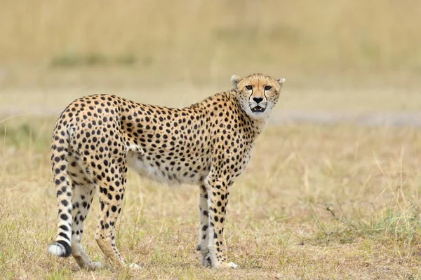 野生非洲猎豹 — 图库照片