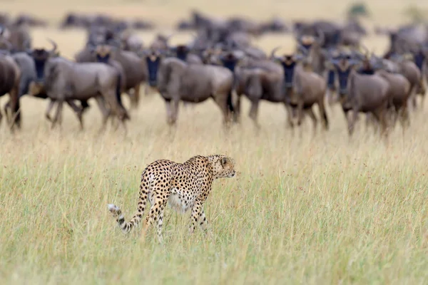 Wild african cheetah — Stock Photo, Image