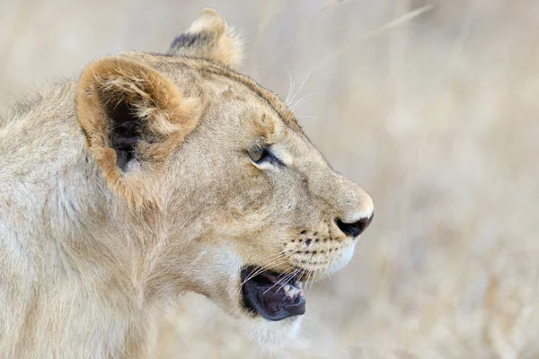 Закрыть льва в Национальном парке Кении — стоковое фото