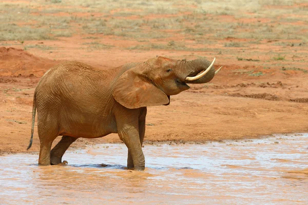 Elefant im See. Nationalpark Kenia — Stockfoto