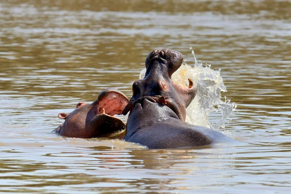 Hippo familie. Kenia, Afrika — Stockfoto