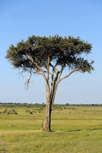 Afrika ağaç manzara — Stok fotoğraf