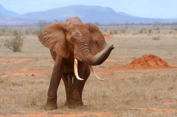 Elefante no parque nacional do Quênia — Fotografia de Stock