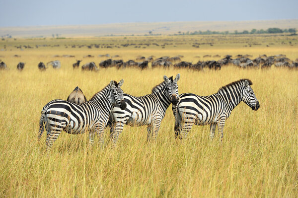 Zebra on grassland in Africa, National park of Kenya