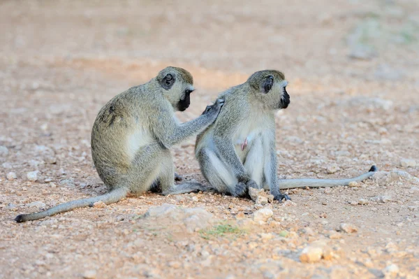 Dois Vervet Macaco — Fotografia de Stock