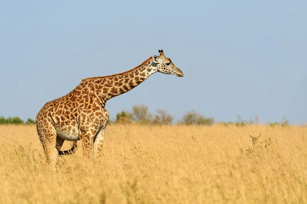 Giraff i National park i Kenya — Stockfoto