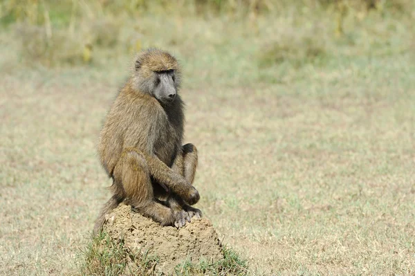 Velký pavián opice — Stock fotografie