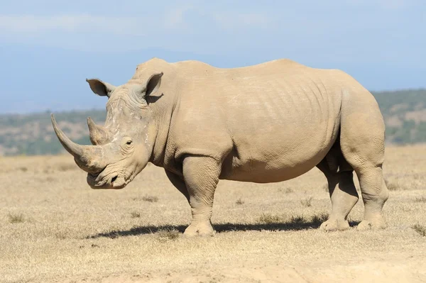 Rhinocéros blanc africain — Photo