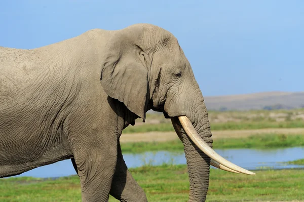 Elephant in National park of Kenya — Stock Photo, Image