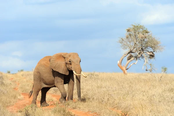 Elefante en el Parque Nacional de Kenia — Foto de Stock