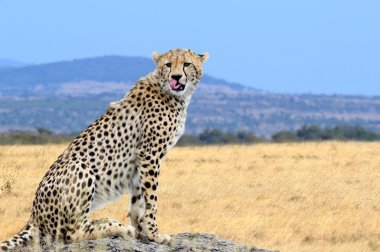 Vahşi Afrika çita