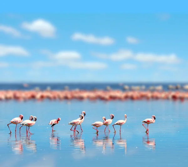 Flamingos i sjön, Afrika — Stockfoto