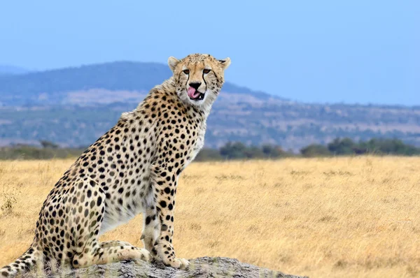 Vilda afrikanska gepard — Stockfoto