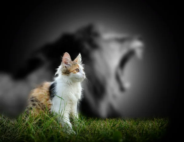 Cat with lion shadow — Stock Photo, Image