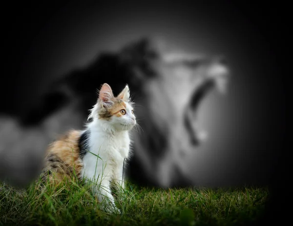 Gato com sombra de leão Imagens Royalty-Free