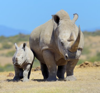 Afrikalı beyaz rhino