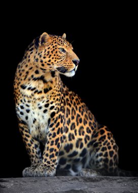koyu arka plan üzerinde leopar portre