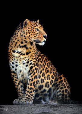 Leopard portrait on dark background clipart