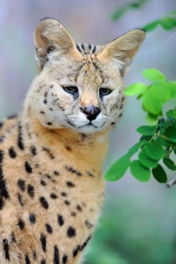 Serval kedisi (Felis serval)
