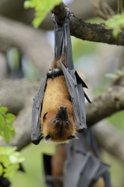 Black flying-foxes (Pteropus alecto) clipart