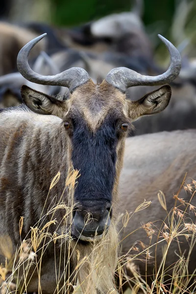 Wildebeest, Parco nazionale del Kenya, Africa — Foto Stock