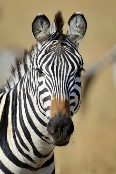 Retrato de zebra close-up — Fotografia de Stock