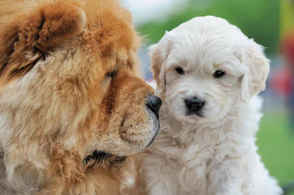 Baby Schweizer Schäferhund und braun chow chow — Stockfoto