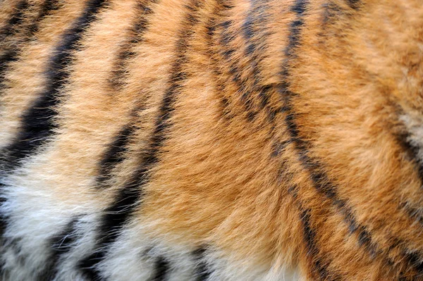 Textuur van echte tijger huid — Stockfoto