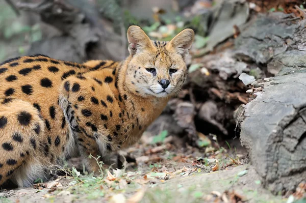Serval kot (Felis serval) — Zdjęcie stockowe
